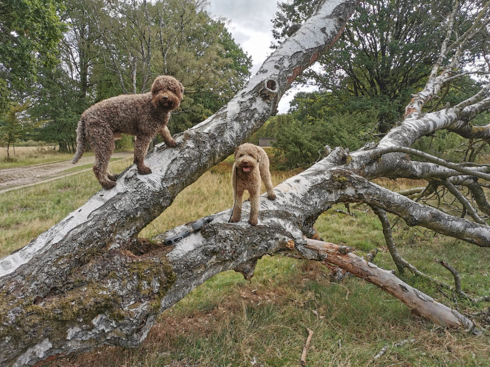 Lagotto Romagnolo